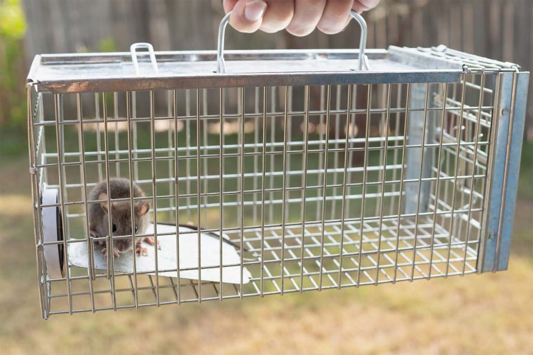 mouse in a cage trap