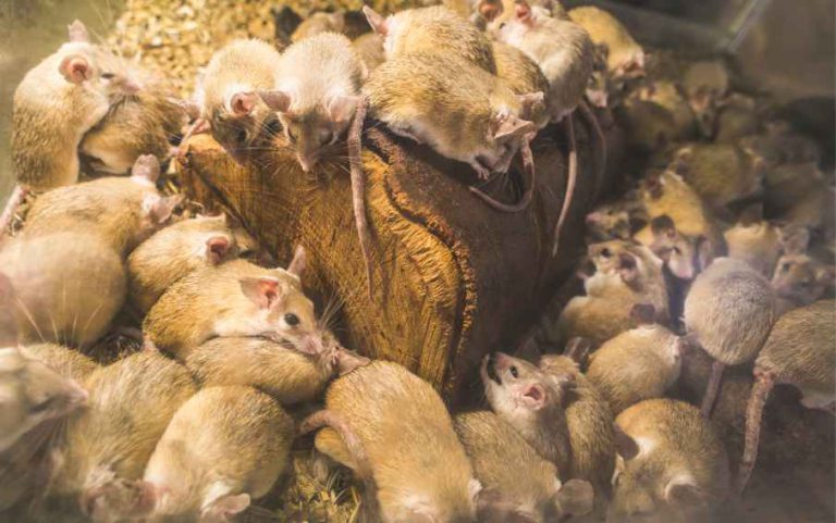 group of mice