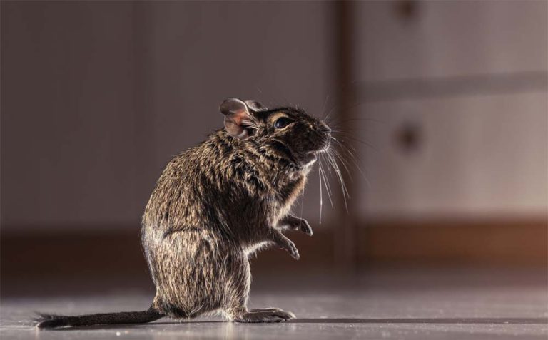 mouse standing up