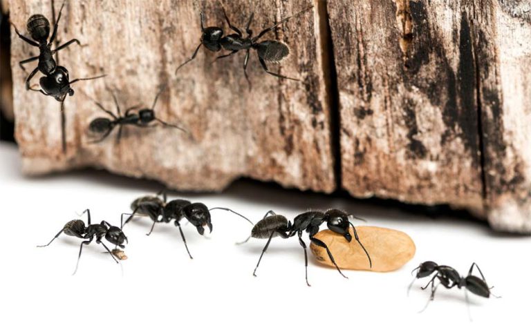 ants