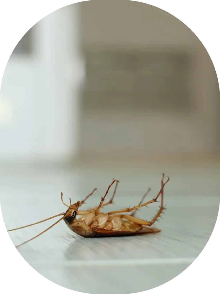 cockroach on the floor