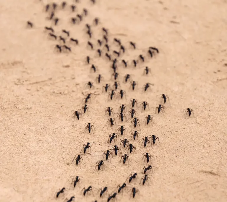 ants marching in a line