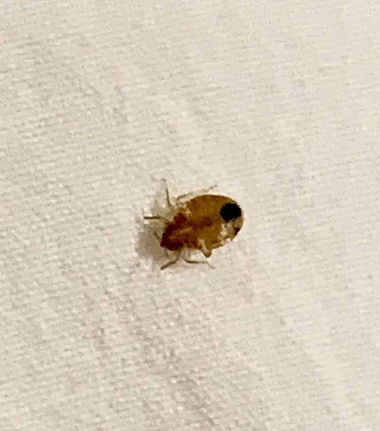 beg bug on a sheet