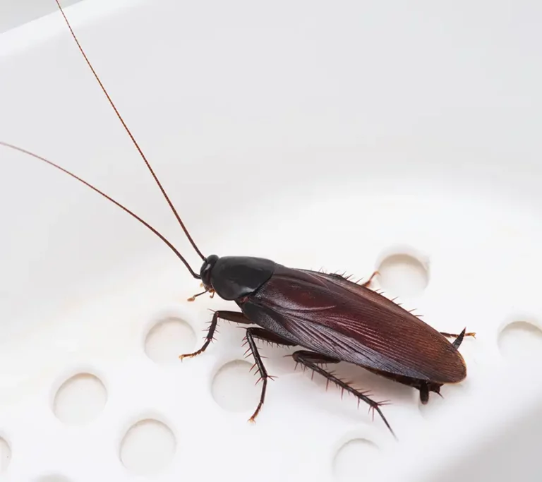 cockroach walking on white suface