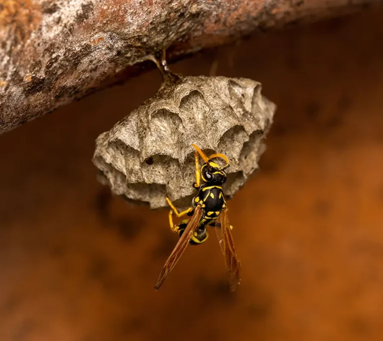 European paper wasp