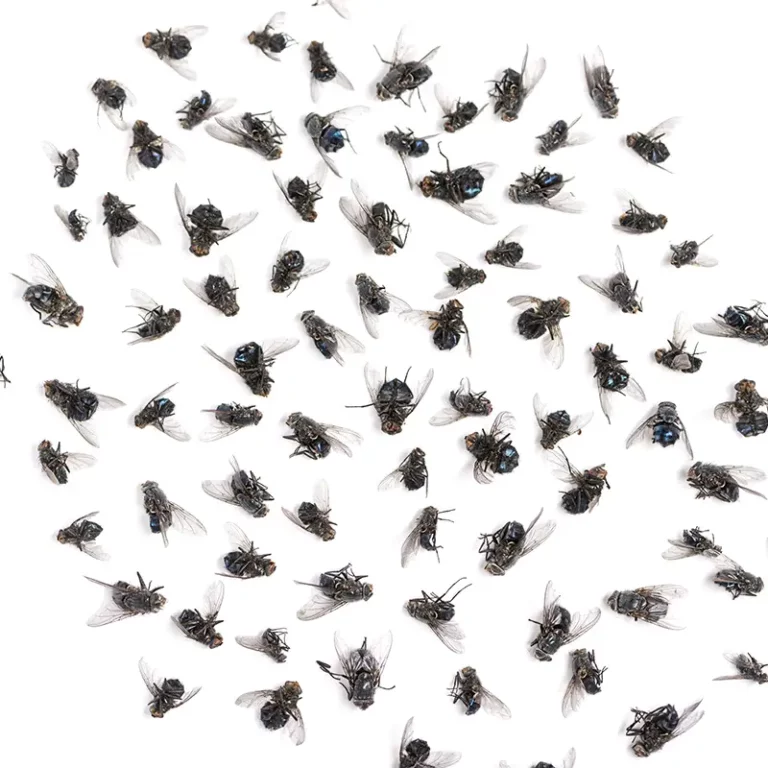 group of dead flies