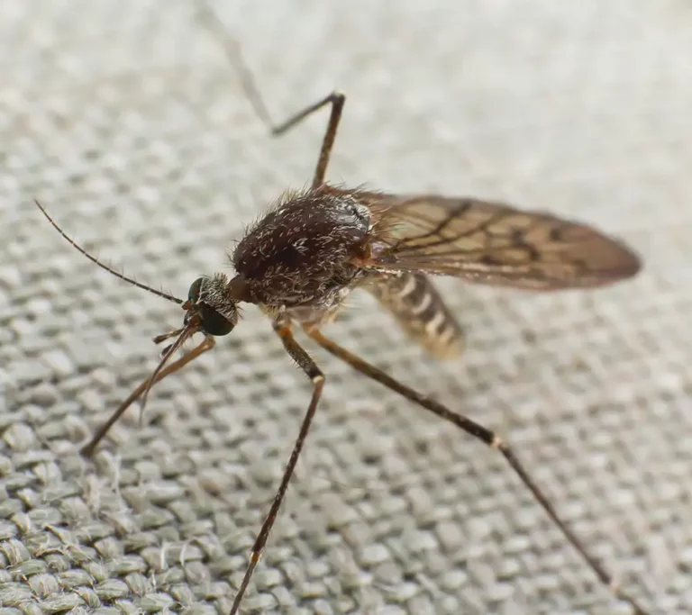 mosquito trying to bite through cloth