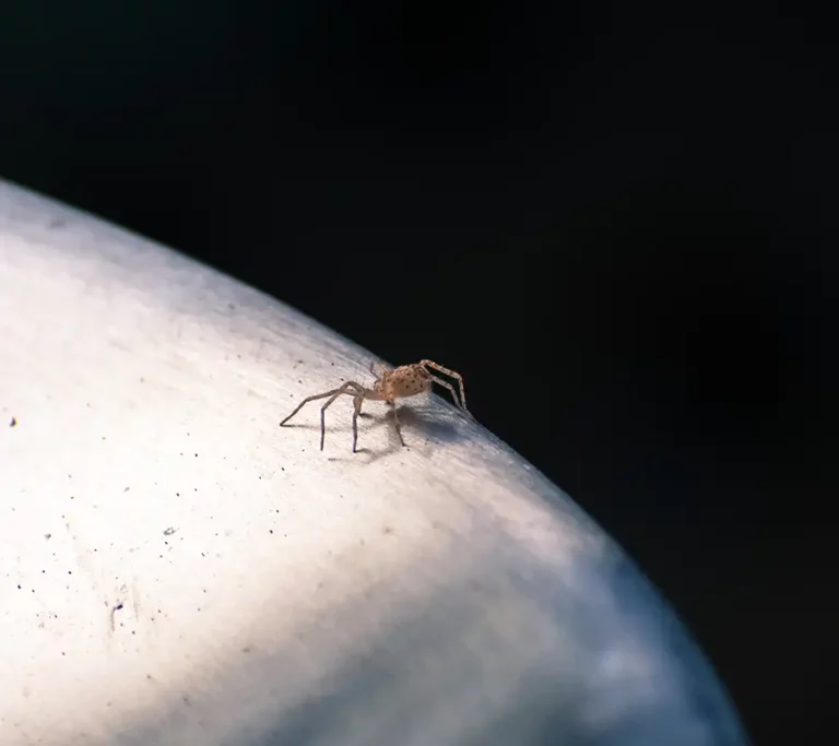 tiny spider walking on metal surface