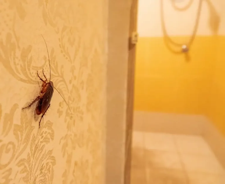 cockroach on the wall