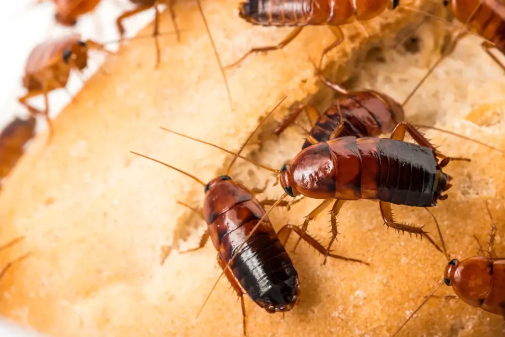 several roaches on a piece of bread