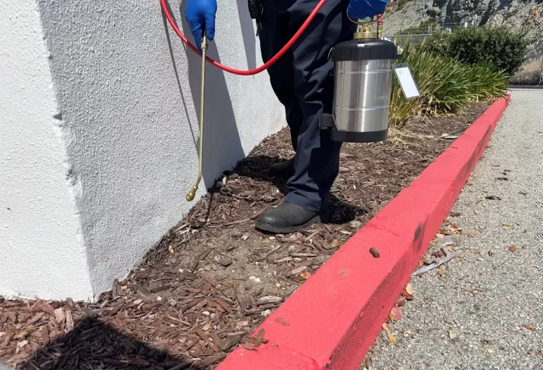 close up of worker spraying wall
